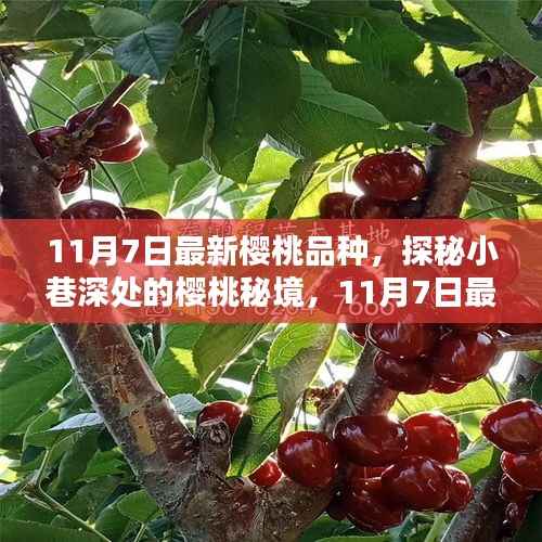 探秘樱桃秘境,独家揭秘最新樱桃品种,带你领略小巷深处的甜美诱惑