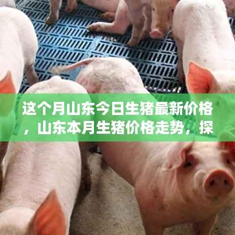 山东本月生猪价格走势揭秘,最新价格与背后影响因素探究