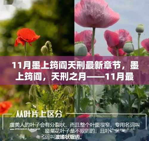 墨上筠阎天刑最新章节深度解析,11月最新更新概览
