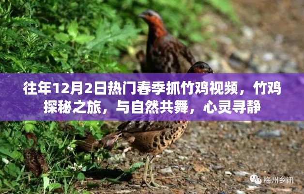 往年12月2日热门春季抓竹鸡视频,竹鸡探秘之旅,与自然共舞,心灵寻静