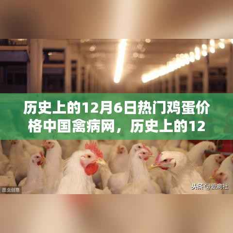 中国禽病网深度解析,历史上的鸡蛋价格走势与12月6日的热门鸡蛋价格回顾