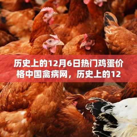 中国禽病网深度解析,历史上的鸡蛋价格走势与12月6日的热门鸡蛋价格回顾