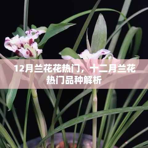十二月兰花热门品种解析与赏析