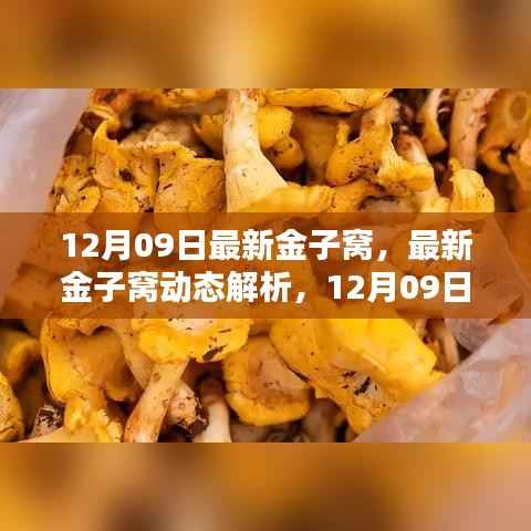 12月09日最新金子窝,最新金子窝动态解析,12月09日的发现与挑战