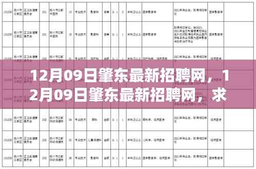 12月09日肇东最新招聘网，一站式解决就业需求，求职招聘新动向
