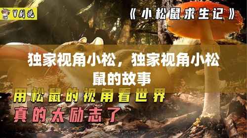 独家视角小松,独家视角小松鼠的故事