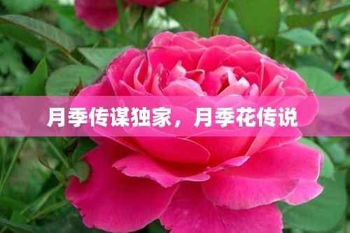 月季传谋独家,月季花传说