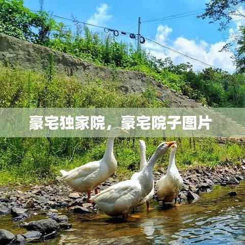 豪宅独家院,豪宅院子图片