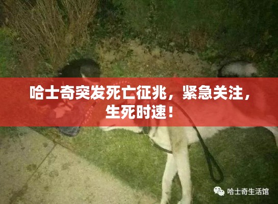 哈士奇突发死亡征兆,紧急关注,生死时速!