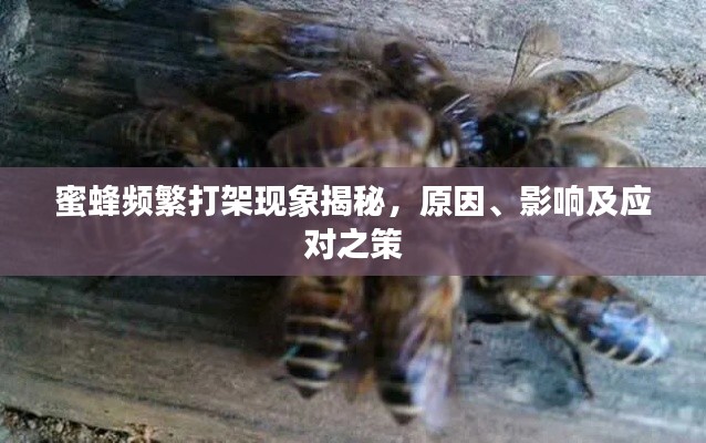 蜜蜂频繁打架现象揭秘,原因、影响及应对之策