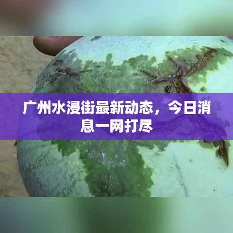 广州水浸街最新动态,今日消息一网打尽