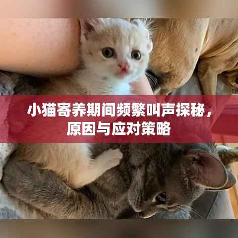 小猫寄养期间频繁叫声探秘,原因与应对策略