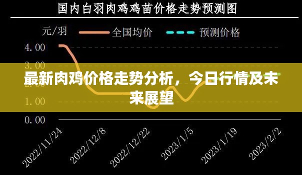 最新肉鸡价格走势分析,今日行情及未来展望
