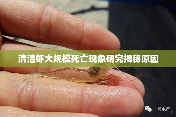 清洁虾大规模死亡现象研究揭秘原因