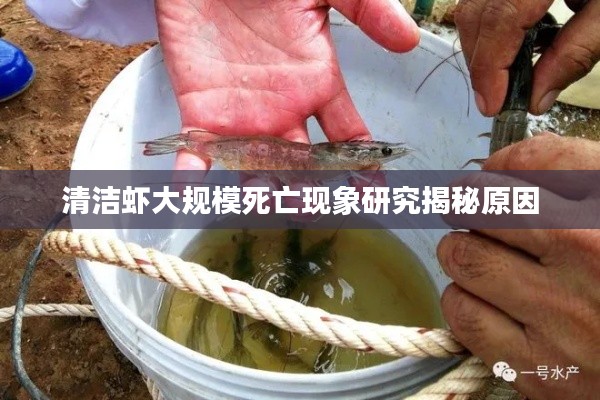 清洁虾大规模死亡现象研究揭秘原因
