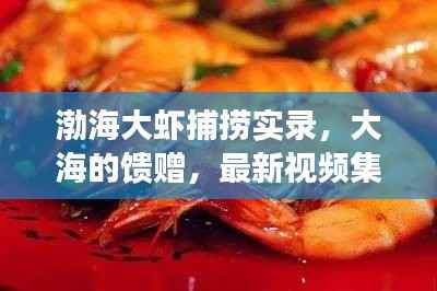 渤海大虾捕捞实录,大海的馈赠,最新视频集锦欣赏