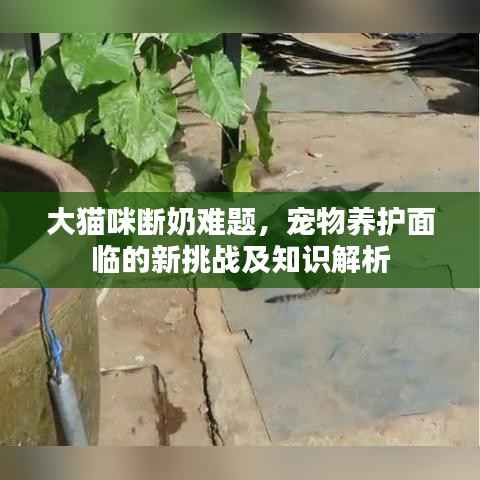 大猫咪断奶难题，宠物养护面临的新挑战及知识解析