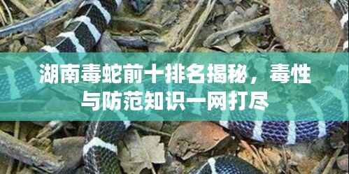 湖南毒蛇前十排名揭秘,毒性与防范知识一网打尽
