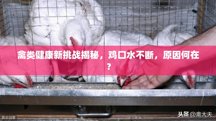 禽类健康新挑战揭秘,鸡口水不断,原因何在?