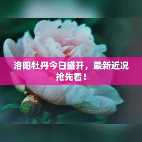 洛阳牡丹今日盛开,最新近况抢先看!