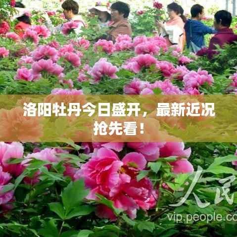 洛阳牡丹今日盛开,最新近况抢先看!