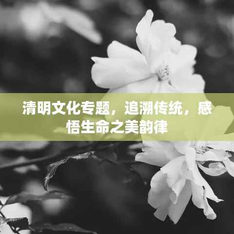 清明文化专题，追溯传统，感悟生命之美韵律