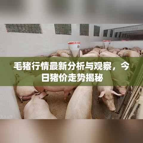 毛猪行情最新分析与观察，今日猪价走势揭秘
