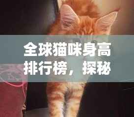 全球猫咪身高排行榜,探秘世界最高猫咪的魅力!